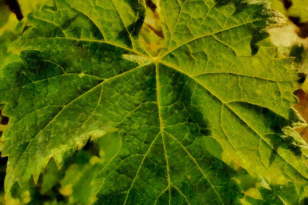 Vine Leaf Mini
