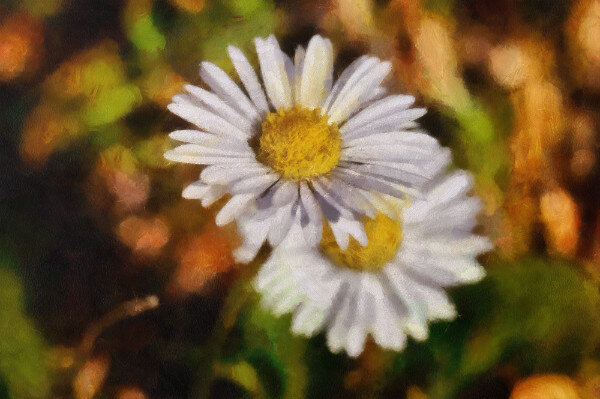 Magic Daisy Mini