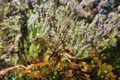 Rosemary In Bloom Mini
