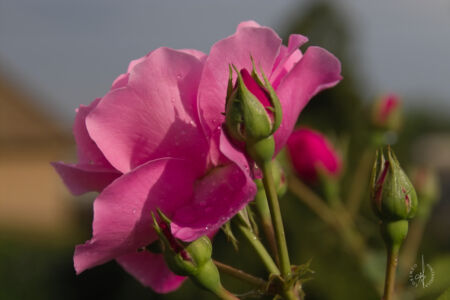 IMG00766M
