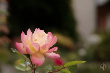 SDIM6682