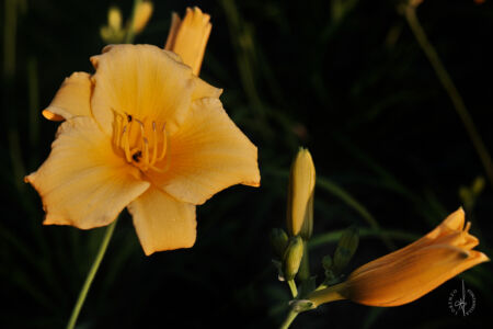 SDIM6712M
