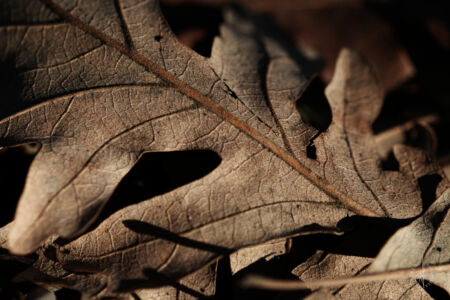 SDIM8071M