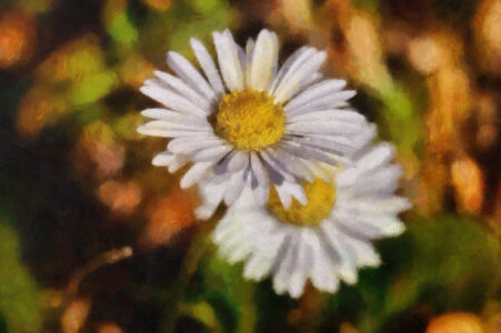 Magic Daisy Mini