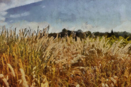 Triticum Mini
