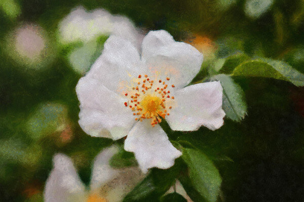 Wild Rose Mini